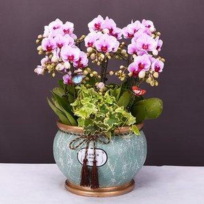 盆栽花卉 贈予自然的詩意，傳遞情感的芬芳