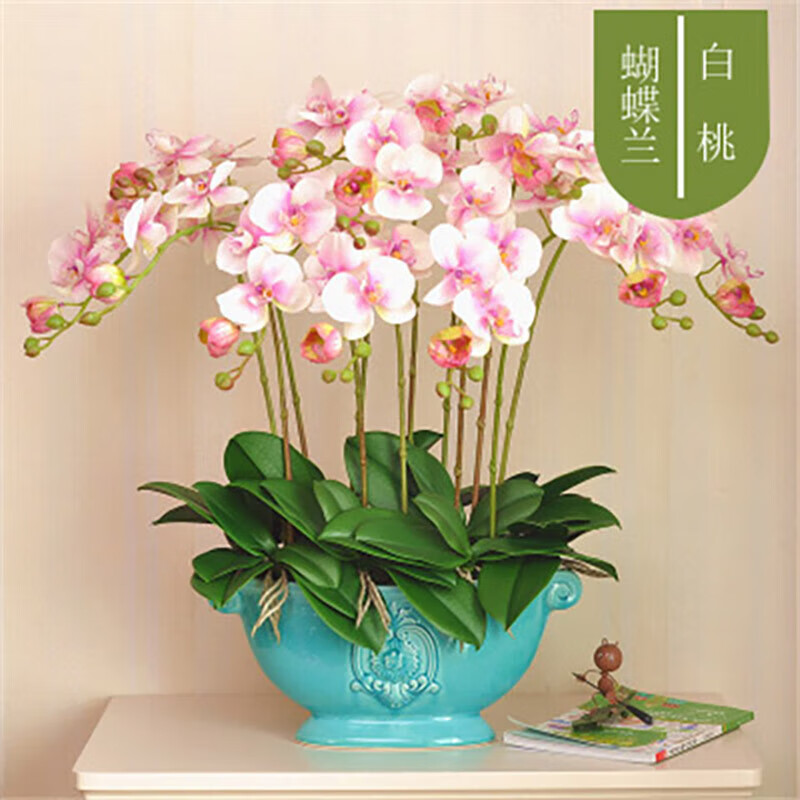 以綠蘋果之姿，獻禮師恩 泰西絲蝴蝶蘭，一份小眾而名貴的匠心之選