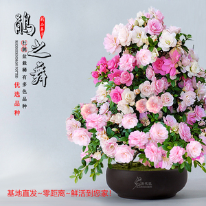 皋月杜鵑 饋贈之佳選，禮遇中的芬芳藝術