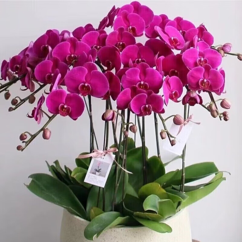 綠蘋果蝴蝶蘭 獻給恩師的四季芬芳