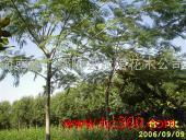 產(chǎn)品相冊中的花木之美 河南省鄢陵縣誠信花木公司禮品花卉鑒賞