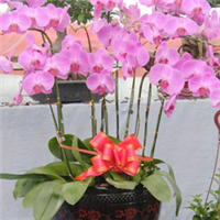 青州萬佳花卉 禮贈自然之美，花卉傳遞溫情